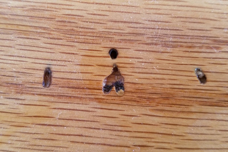 termite damage hardwood floor